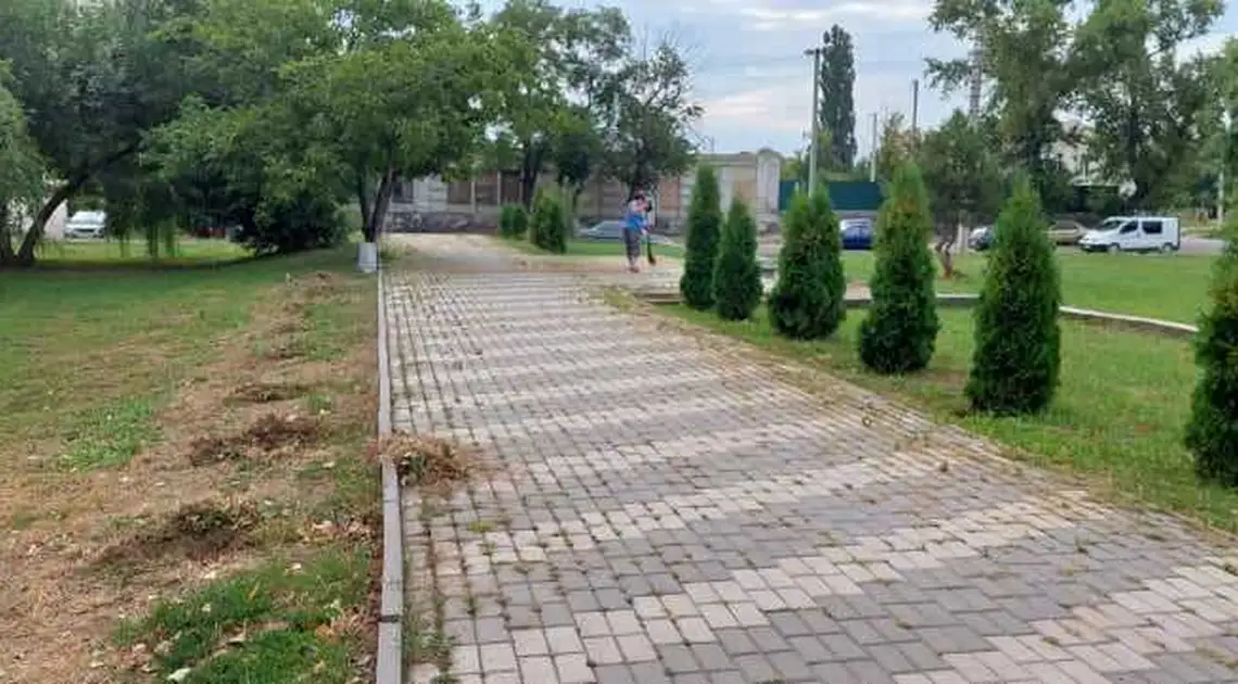 У Кропивницькому вандали знищили алею туй та сакуру в центрі міста (ФОТО) фото 1