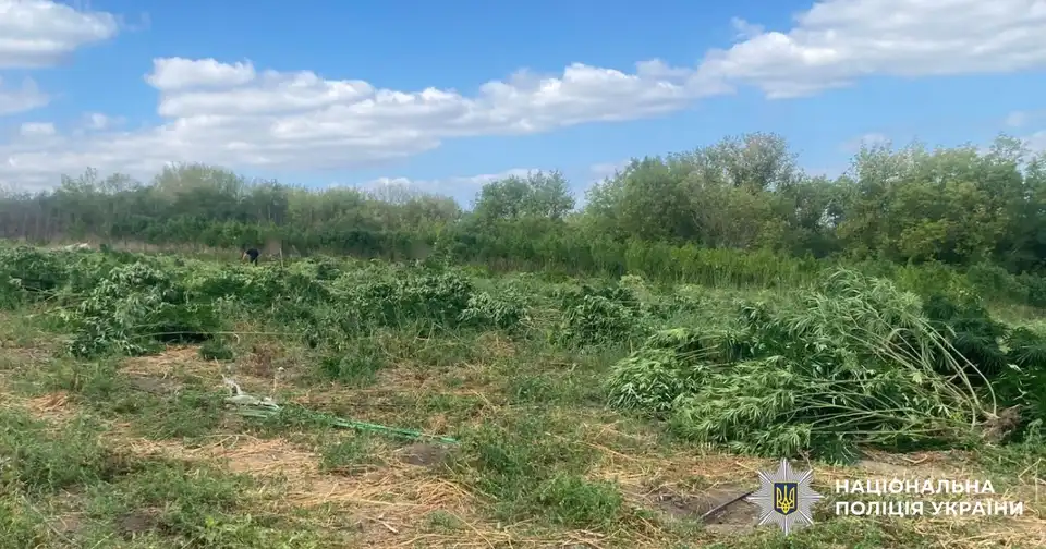 коноплі ростуть у полі