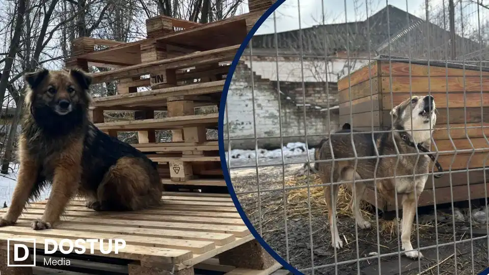 Толоку для відновлення притулку “Бім” після затоплення проведуть у Кропивницькому