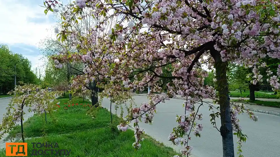 сакури в Кропивницькому