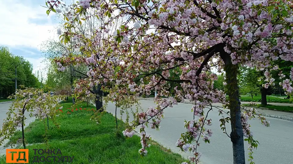 сакури в Кропивницькому