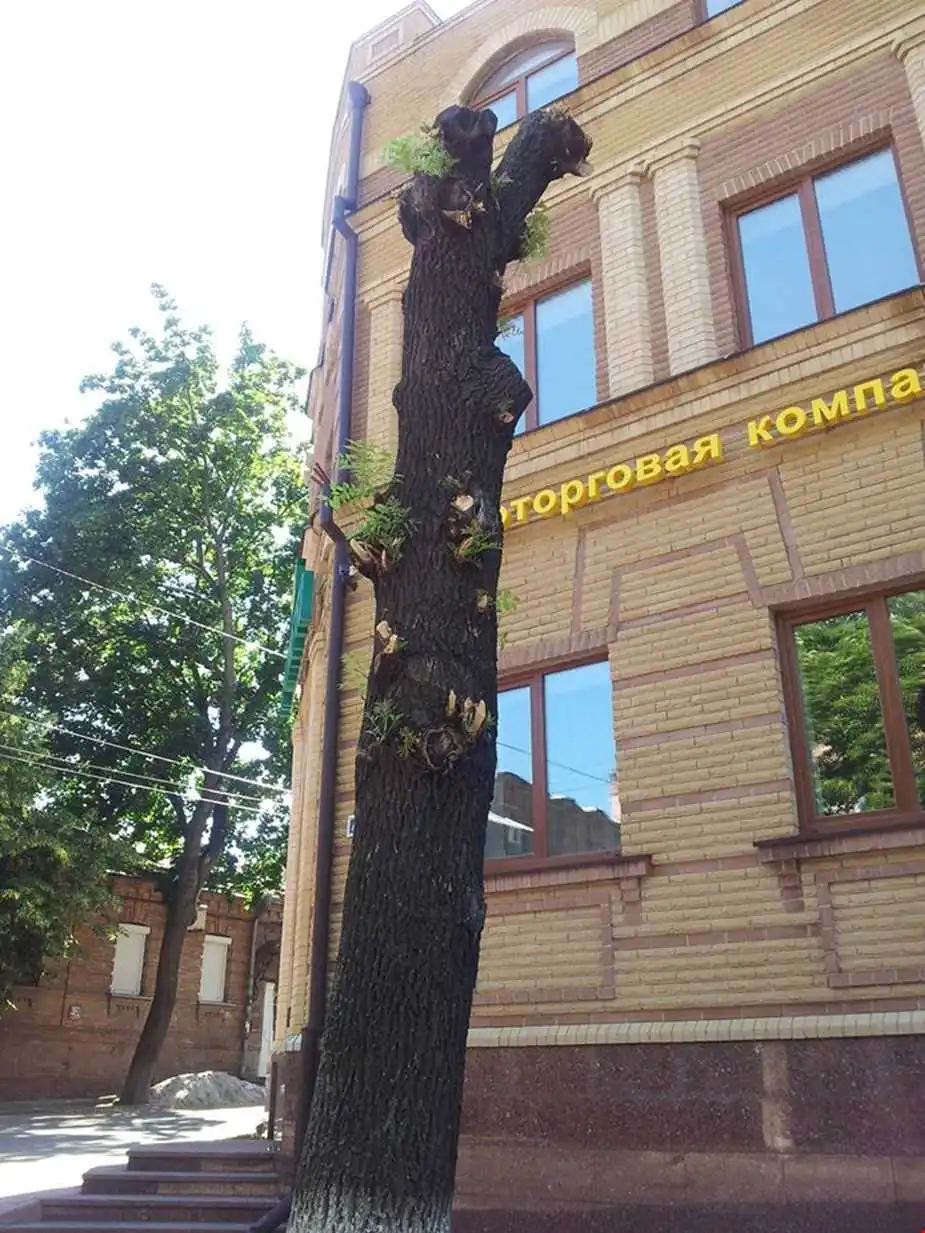 У Кропивницькому візьмуться за вирішення проблеми варварського обрізання дерев фото 1