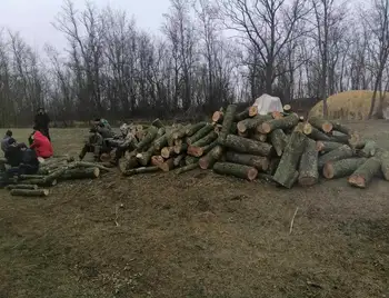 На Кіровоградщині судитимуть "чорного лісоруба", який напиляв дерев на майже 4 мільйони фото 1