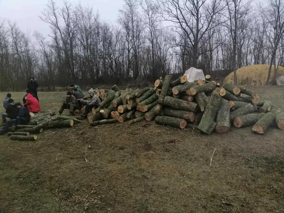 На Кіровоградщині судитимуть "чорного лісоруба", який напиляв дерев на майже 4 мільйони