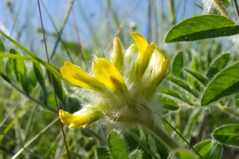 Рослини з Червоної книги ростуть на Кіровоградщині