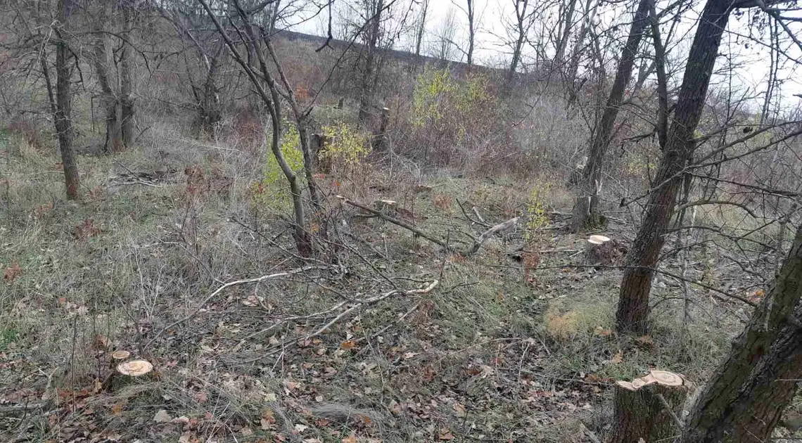 незаконна вирубка дерев у заказнику в Кіровоградській області