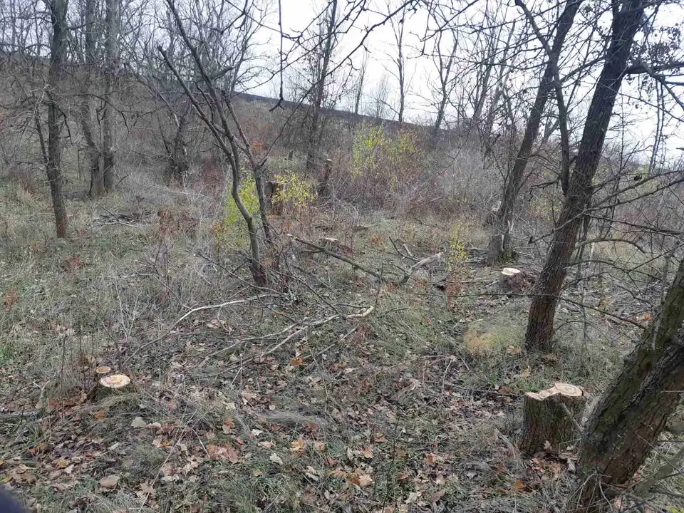 незаконна вирубка дерев у заказнику в Кіровоградській області