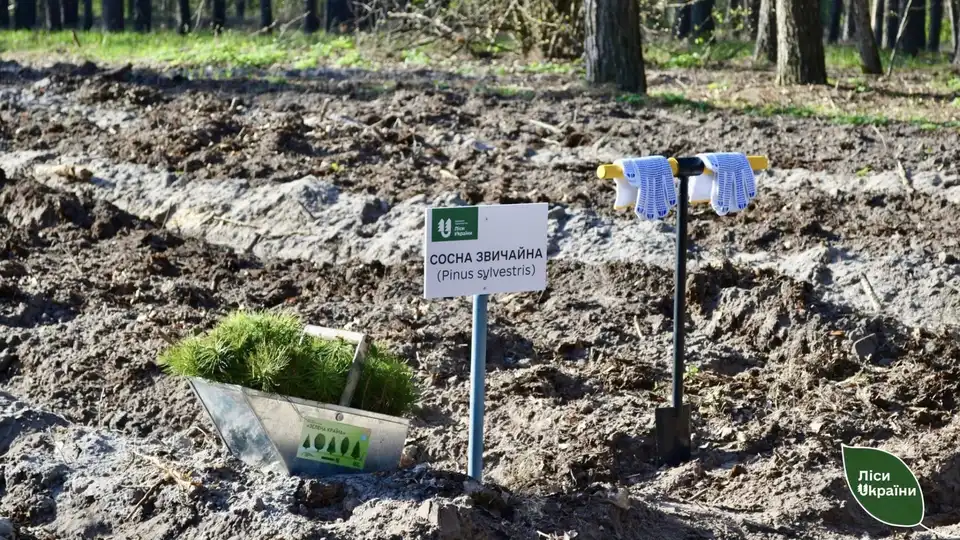 На Кіровоградщині висадили понад 700 тисяч дерев