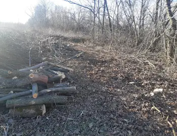 вирубали дерева у лісосмузі