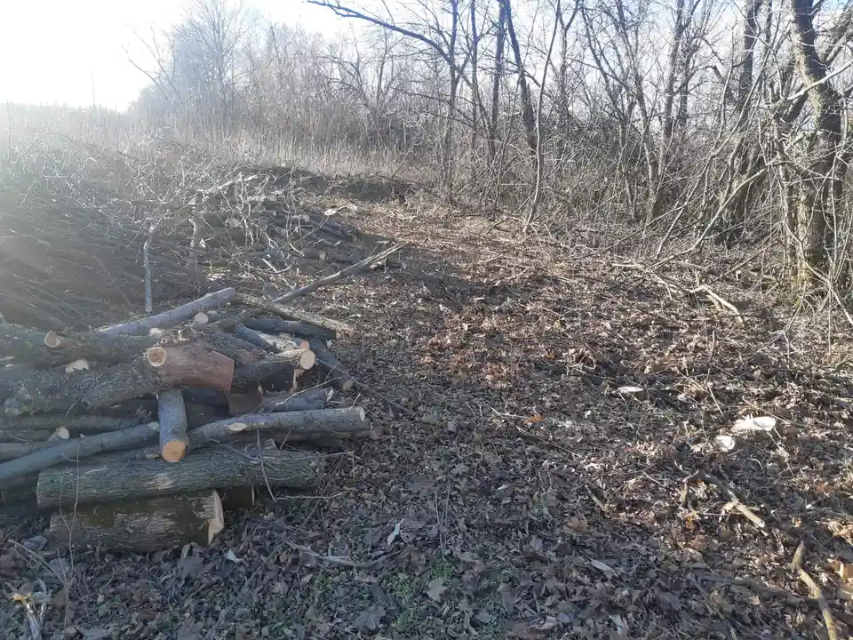 вирубали дерева у лісосмузі