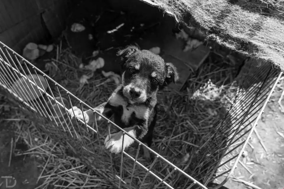 У Кpопивницькому активісти просять допомогти зібрати гроші на лікування безпритульних тварин