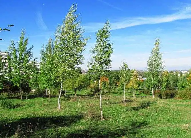 Сакури та катальпи: на Набережній у центрі Кропивницького з'явиться нова Зелена алея