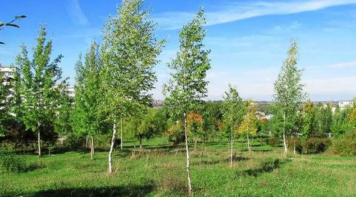 Сакури та катальпи: на Набережній у центрі Кропивницького з'явиться нова Зелена алея фото 1