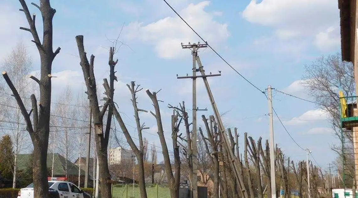 У Кропивницькому пропонують платити за обрізку дерев лише після висновків експертів фото 1