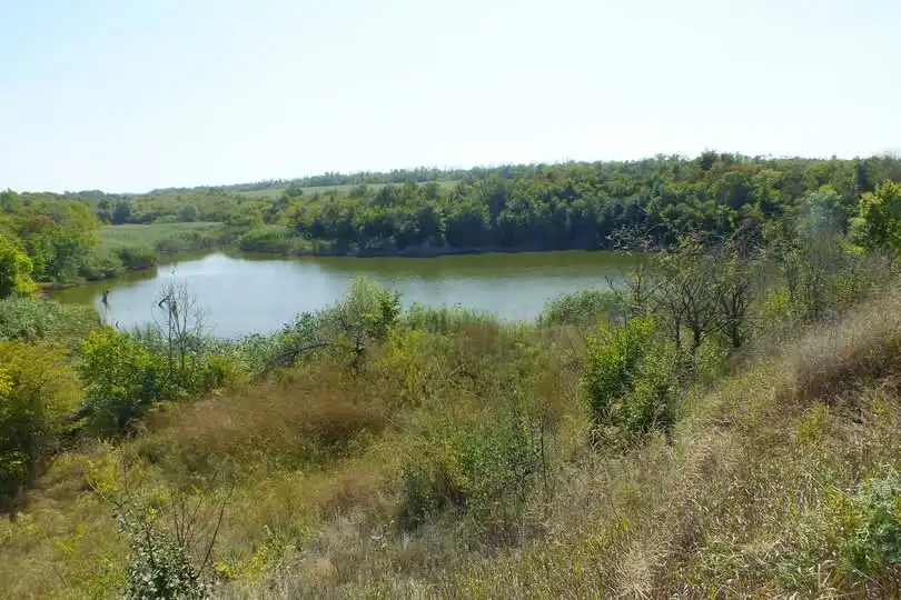 унікальна ковила росте в Кіровоградській області