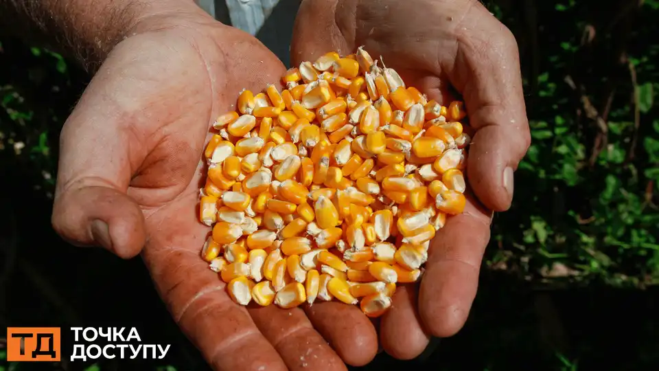 у незаконному продажі кукурудзи підозрюють трьох людей з Кіровоградської області