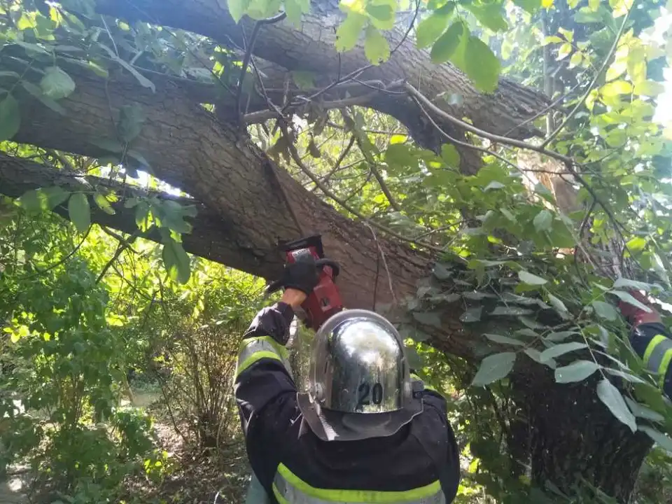 На Кіpовогpадщині аваpійне деpево впало на житловий будинок (ФОТО)