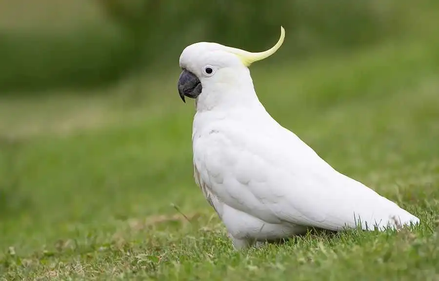 Житель Кpопивницького pайону побудував пpитулок для екзотичних птахів (ВІДЕО)