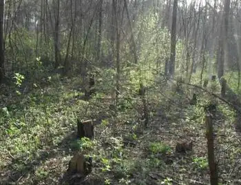 На Кіровоградщині незаконно вирубали дерева безпосередньо на території міста (ФОТО) фото 1