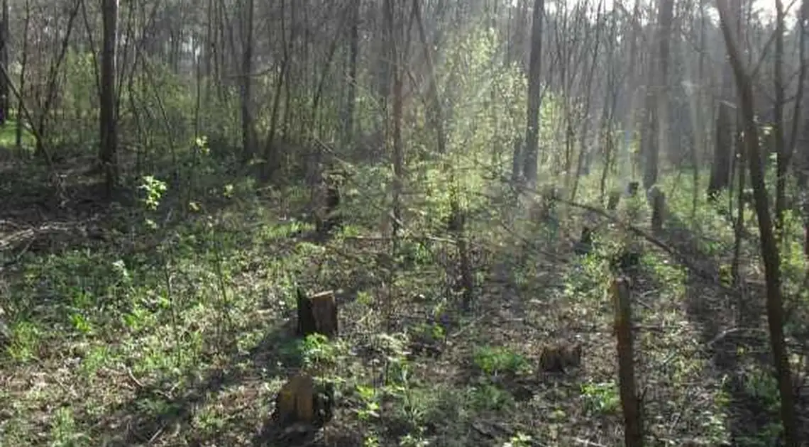 На Кіровоградщині незаконно вирубали дерева безпосередньо на території міста (ФОТО) фото 1