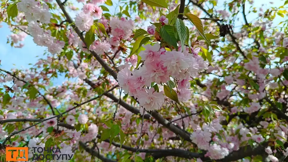 сакури фото