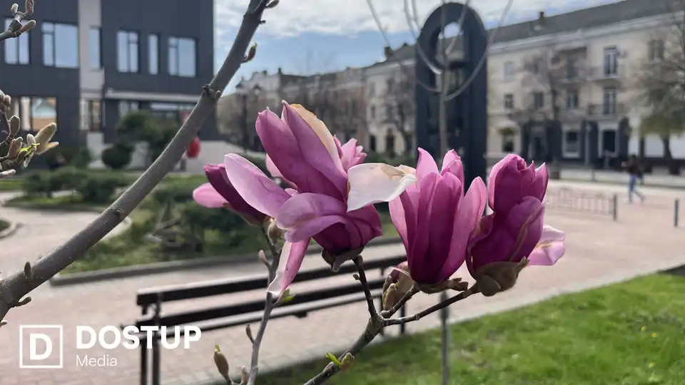 У Кропивницькому зацвіли магнолії, які висадили торік у сквері Першого трамвая