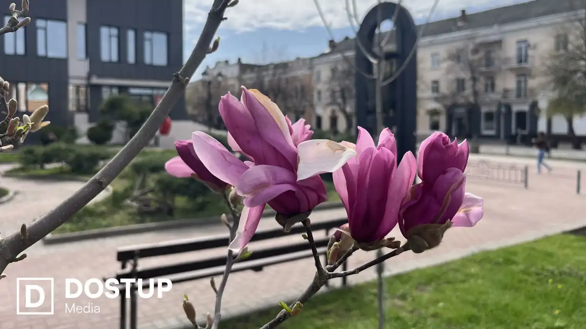 У Кропивницькому зацвіли магнолії, які висадили торік у сквері Першого трамвая
