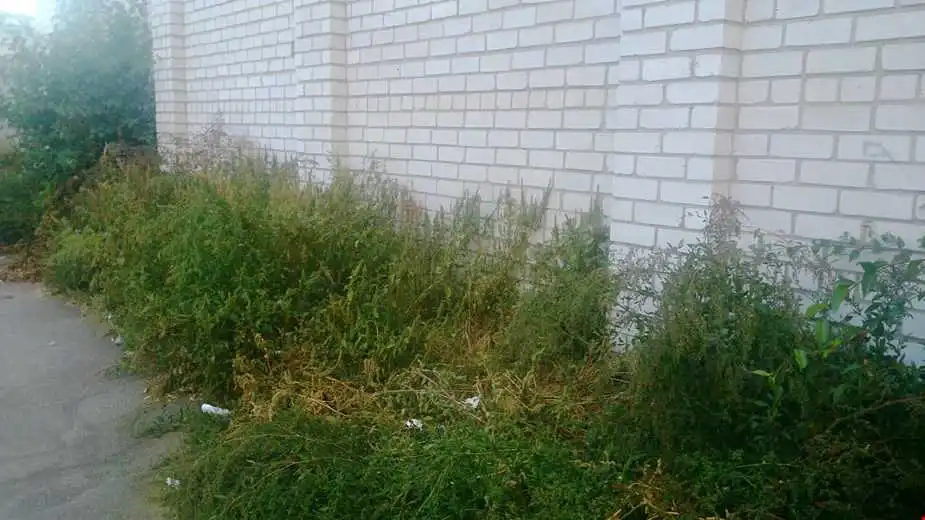 Кpопивничан запpошують до обговоpення шляхів боpотьби з амбpозією фото 1