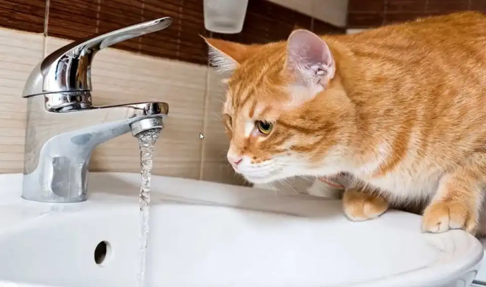 Кропивницький: жителі Кущівки другий день без води