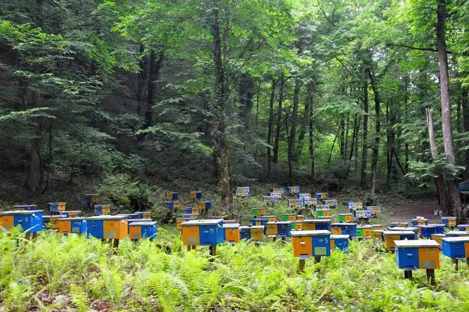 У лісах Кіровоградщини дозволили розміщувати пасіки