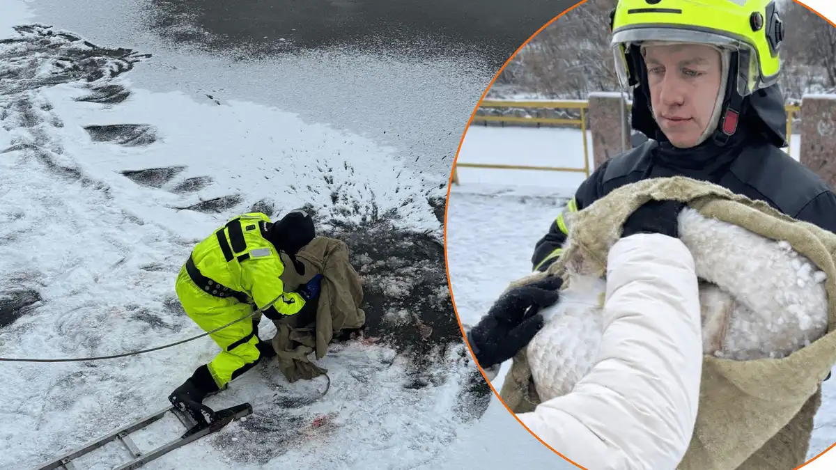 Порятунок птаха