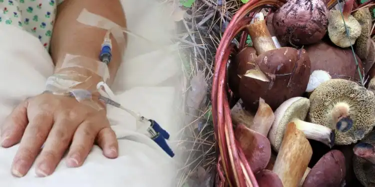 отруєння грибами