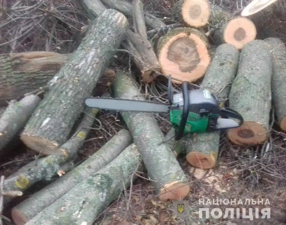 На Кіровоградщині затримали "чорних лісорубів", які випиляли понад 500 дерев (ФОТО)