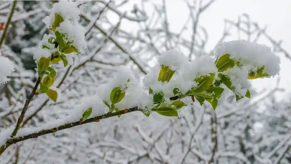 заморозки