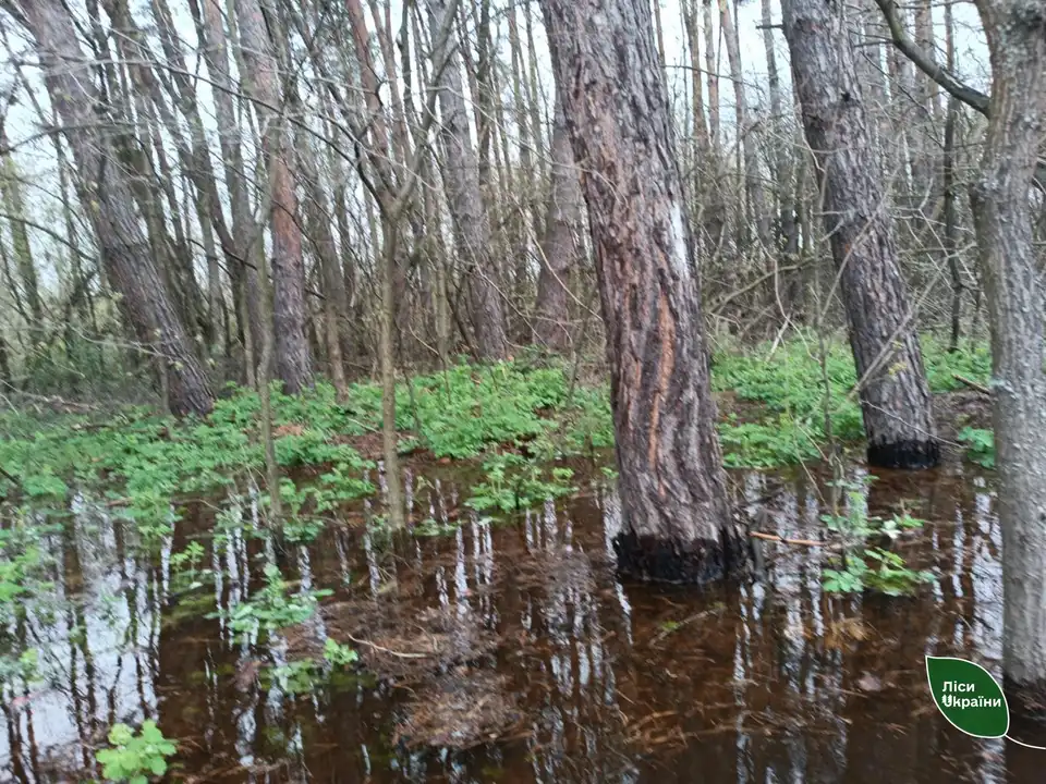 підтоплення