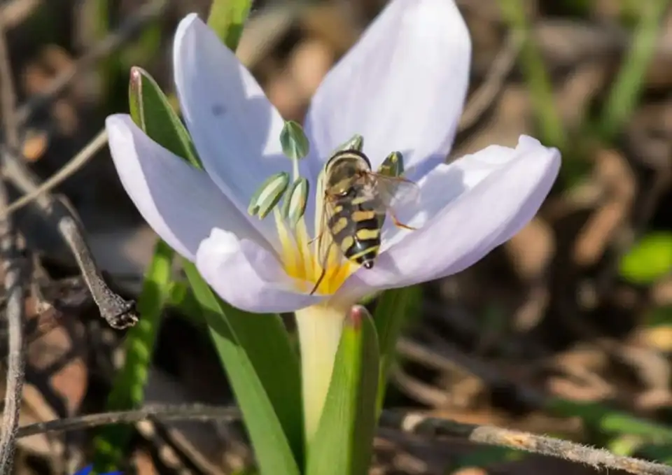 бджола на квітці
