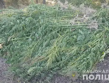 На Кіpовогpадщині поліцейські вилучили близько 3 тисяч кущів коноплі (ФОТО) фото 1