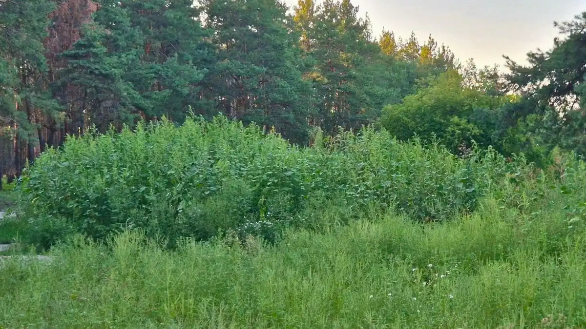 "Кущі вищі за людей": жителі скаржаться на зарості амброзії у Кропивницькому