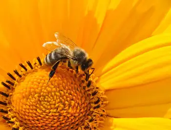 Бджолярі Кіровоградщини отримають понад 19 мільйонів гривень дотації фото 1