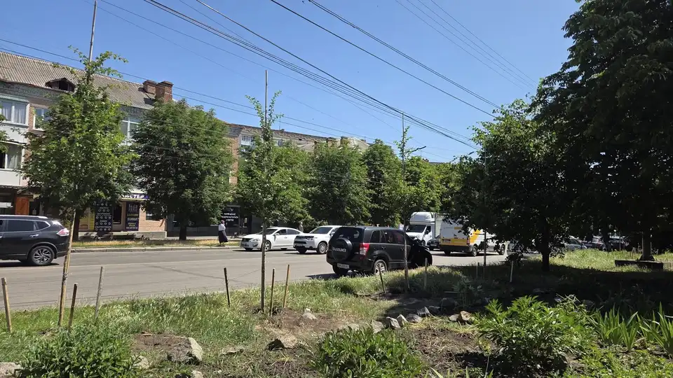 На Соборній висаджують дерева