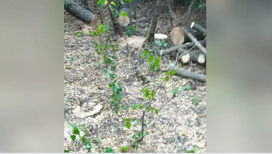 нехаконна вирубка дерев