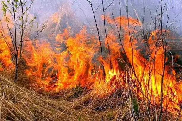 На Кіровоградщині паліїв сухої трави вже оштрафували на 145 тисяч гривень фото 1