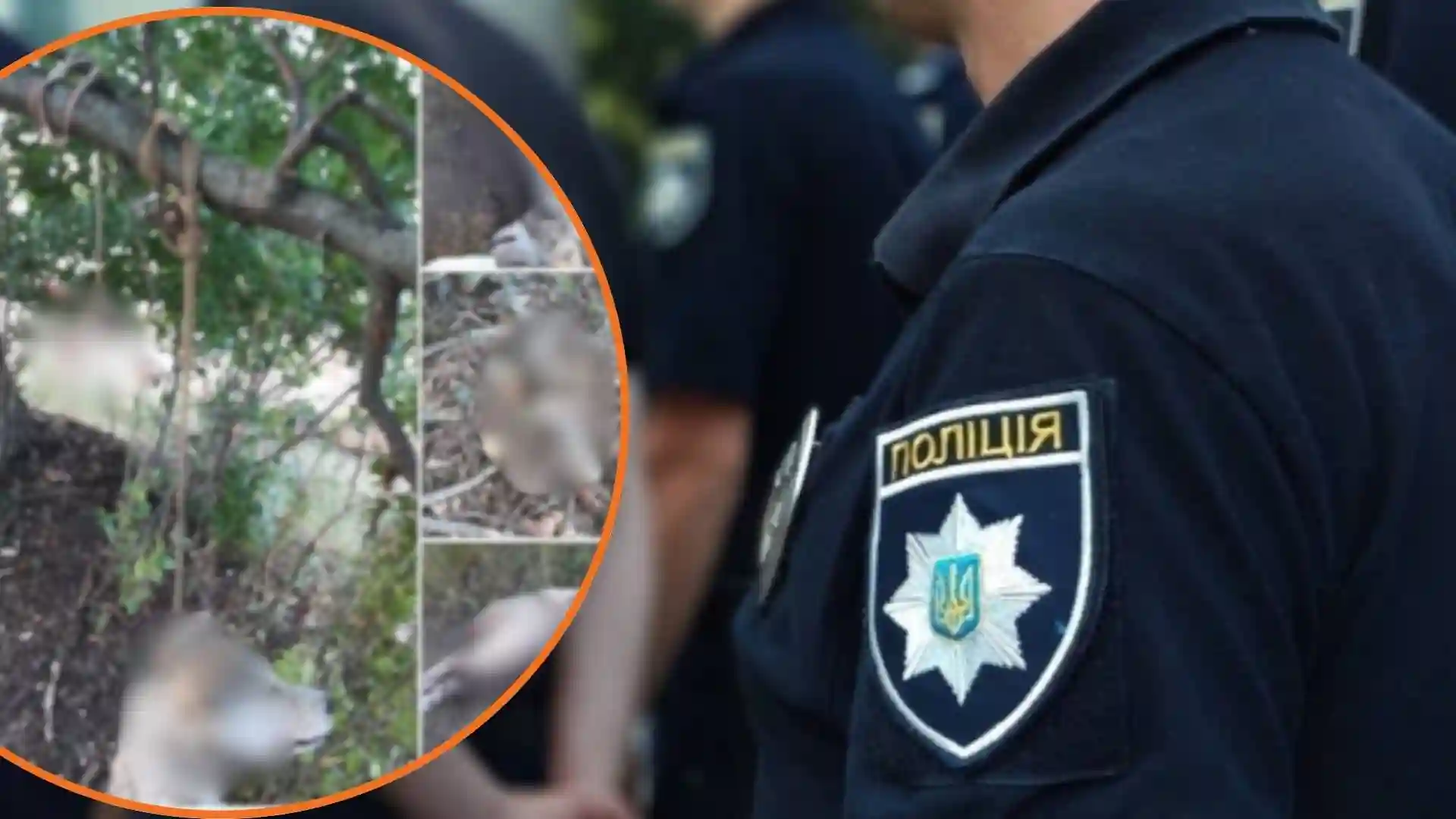 вбили тварин у селі на Кіровоградщині