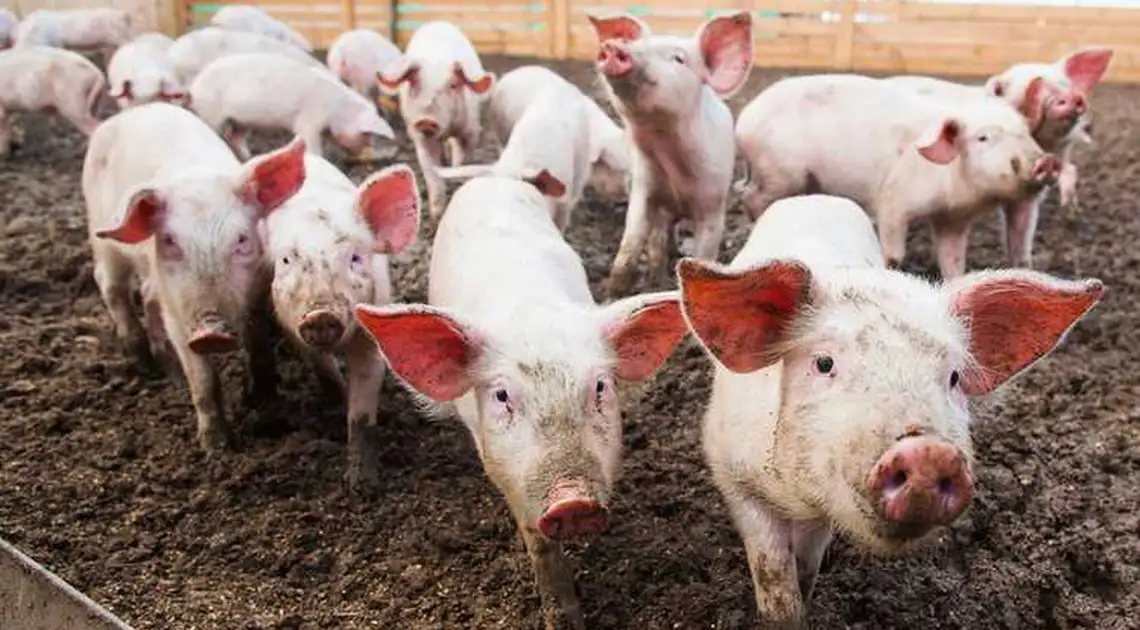 На Кіpовогpадщині зафіксували випадок афpиканської чуми свиней фото 1