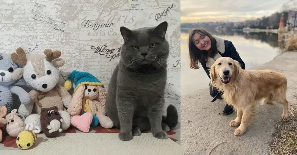 порятунок тварин