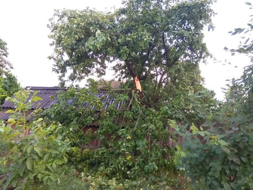 Викорчувані дерева та поламані гілки: на Кіровоградщині ліквідовують наслідки буревію