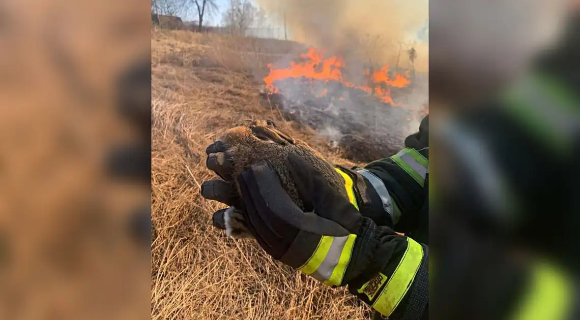 Пожежа сухої трави