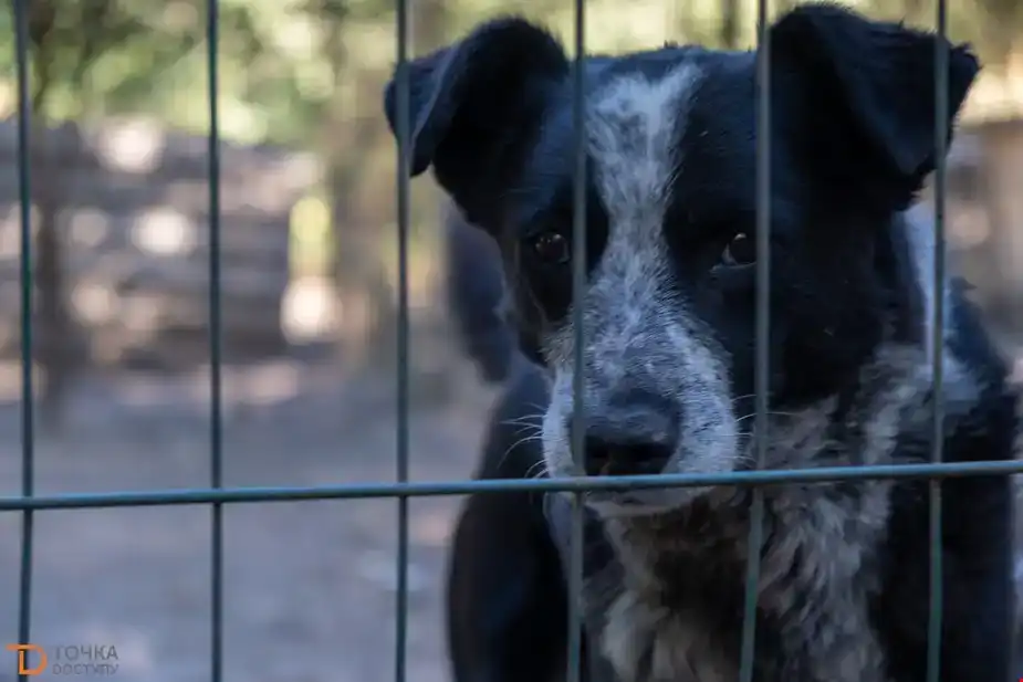 Що буде з притулком “Бім” у Кропивницькому: продаж будівель зупинили, а депутати звертатимуться до Кабміну