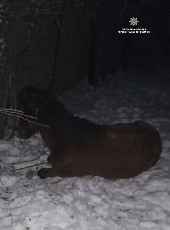 У Кропивницькому патрульні відшукали коня й повернули власникам (ФОТО)