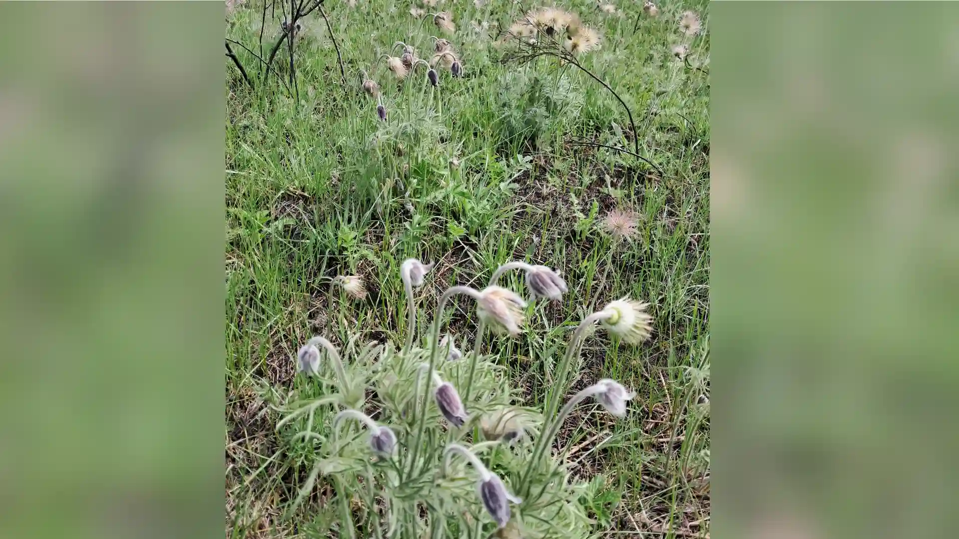 На Кіровоградщині виявили балку з мільйоном червонокнижних кущів сон-трави